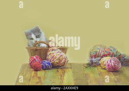 Cute little kitten playing with knitting accessories. Cat sits in a basket with balls of knitting. Kitten playful on a wooden background Stock Photo