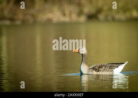 Greylag goose (Anser anser) having a swim across a lake in Suffolk Stock Photo