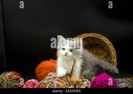 Cute little exotic kitten playing with wool ball. Stock Photo