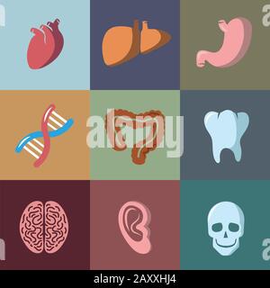 Internal human organs flat vector icons set. Anatomy organ, medical organ human, icon organ illustration Stock Vector