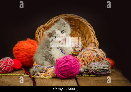 Cute little exotic kitten playing with wool ball. Amusing playful curious kitten Stock Photo