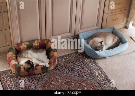 Two sleepy Ragdoll cats share bedroom space when the humans have left Stock Photo