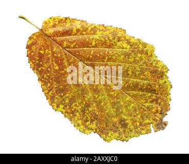 Alder yellow leaf isolated on white.  Alnus glutinosa autumn leaf isolated Stock Photo