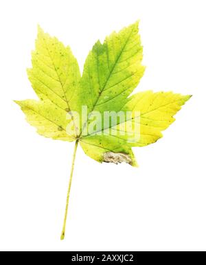 Autumn leaf of maple tree isolated on white. Maple leaf isolated on white. Autumn maple leaf isolated Stock Photo