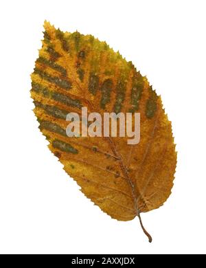 Autumn brown leaf elm isolated on white background. One yellow leaf elm isolated Stock Photo