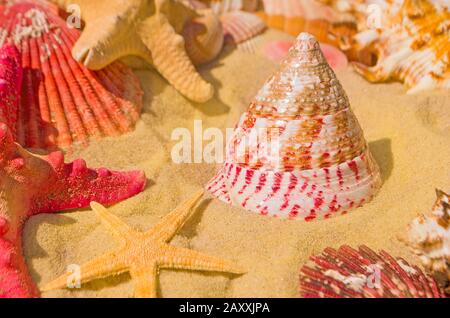 Summer concept of sandy beach, shells and starfish.  Red starfish and seashells on the sand Stock Photo