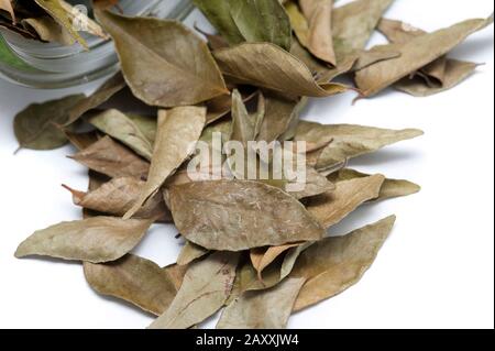 Dried bay leaves from the laurel tree used as an aromatic herb and seasoning in cooking Stock Photo