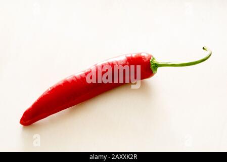 A close up of a vibrant, red chilli on a plain background with copy space. Stock Photo