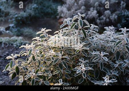 Early morning winter sunshine on overnight frosted foliage of Brachyglottis Senecio Sunshine in a Wiltshire garden in January Stock Photo