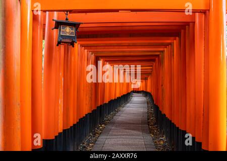 Thousand of red  torii gates along walkway in fushimi inari taisha temple is Important Shinto shrine and located in kyoto japan. Japan tourism, nature Stock Photo