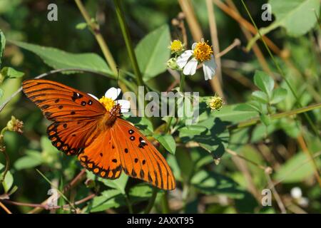 Fritillary gulf butterfly on Tybee Island, Georgia, USA