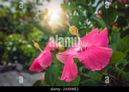 Chinese rose flower also called hibiscus rosa blooming in summer in the Yangshuo area, Guangxi Province, China
