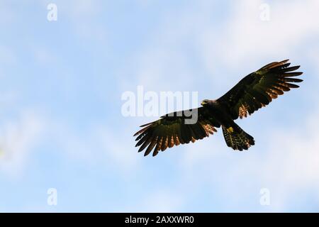 The black eagle flight with full wings . Like all eagles, it is in the family Accipitridae, and is the only member of the genus Ictinaetus. Stock Photo