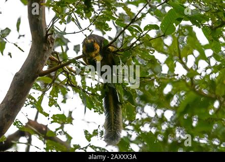 The grizzled giant squirrel is a large tree squirrel found in the forest of Tamil Nadu and Kerala states of southern India. Stock Photo