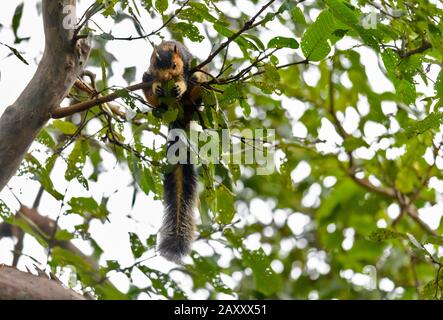 The grizzled giant squirrel is a large tree squirrel found in the forest of Tamil Nadu and Kerala states of southern India. Stock Photo