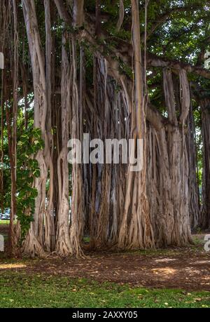 Honolulu  Oahu, Hawaii, USA. - January 10, 2012: Brown roots and trunk of giant banyan tree in park. Green foliage and lawn. Stock Photo