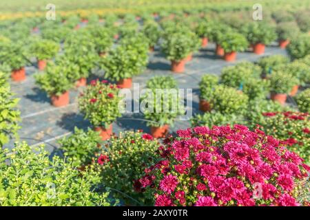 Chrysanthemum Mums on the Field, Chrysanths Plants Stock Photo