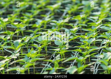 Pepper Seedlings, young foliage of pepper, Spring seedlings. Sprouts pepper. Stock Photo