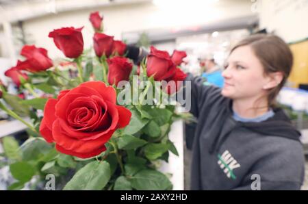 St. Louis, United States. 13th Feb, 2020. Walter Knoll worker Dani Knoll, assembles a dozen roses for Valentines Day in St. Louis on Thursday, February 13, 2020. Photo by Bill Greenblatt/UPI Credit: UPI/Alamy Live News Stock Photo