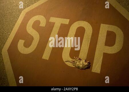 A run over rat on a painted stop sign on the street. Stock Photo