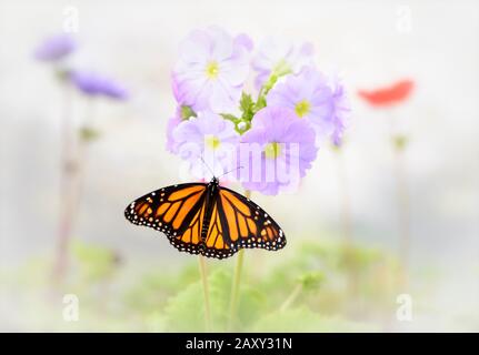 Top view of a female monarch butterfly (Danaus plexippus) feeding on a ...