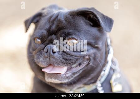 Black Pug Puppy Head Stock Photo