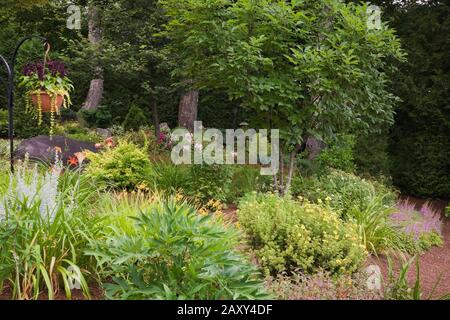 Border planted with perennial plants, shrubs and flower including pink Phlox in backyard garden in summer. Stock Photo
