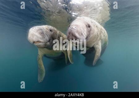 Pair West Indian manatees (Trichechus manatus), Three Sisters Springs, Manatee Sanctuary, Crystal River, Florida, USA Stock Photo