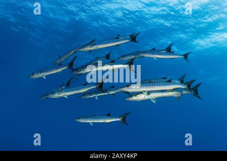 Flock of Blackfin barracudas (Sphyraena qenie) swimming in blue water, Red Sea, Egypt Stock Photo