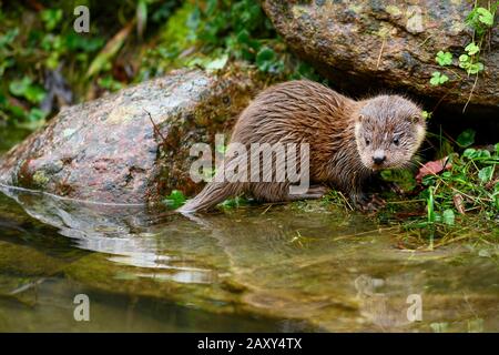 European otter (Lutra lutra), young animal sitting on the bank of a pond, captive, Switzerland Stock Photo