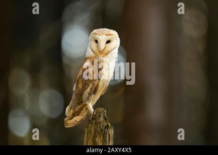 Common barn owl (Tyto alba), standing on dead tree stump, captive, Bohemian Forest, Czech Republic Stock Photo