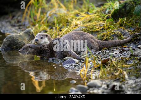 European otter (Lutra lutra), female with young sitting on the bank of a pond, captive, Switzerland Stock Photo