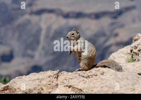 Arizona grey squirrel (Sciurus arizonensis), South Rim, Grand Canyon National Park, Arizona, USA Stock Photo