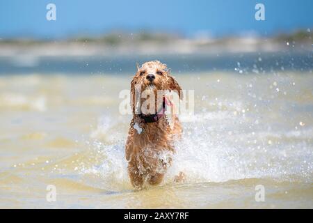 A spoodle puppy running through the water on the sand at the beach in Queensland, Australia Stock Photo