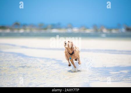 A spoodle puppy running through the water on the sand at the beach in Queensland, Australia Stock Photo