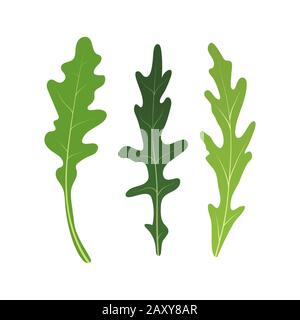 Mix of salad leaves. Set of arugula rucola, rocket salad fresh green leaves isolated on white background. Vector Illustration. Stock Vector