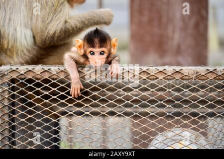 Long tailed macque at Phra Prang Sam Yot (Monkey Temple), Lopburi, Thailand Stock Photo