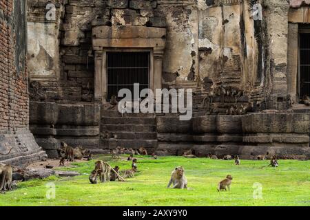 Long tailed macque at Phra Prang Sam Yot (Monkey Temple), Lopburi, Thailand Stock Photo