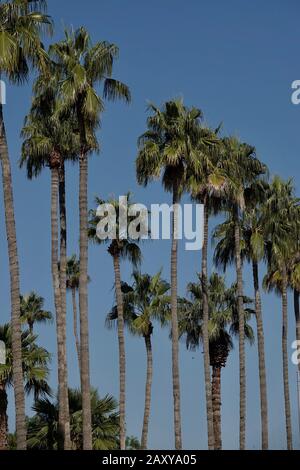 A group of tall palm trees against a blue sky. Stock Photo
