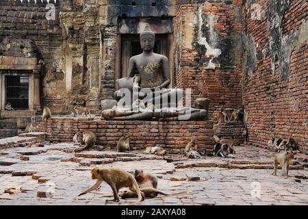 Long tailed macque at Phra Prang Sam Yot (Monkey Temple), Lopburi, Thailand Stock Photo