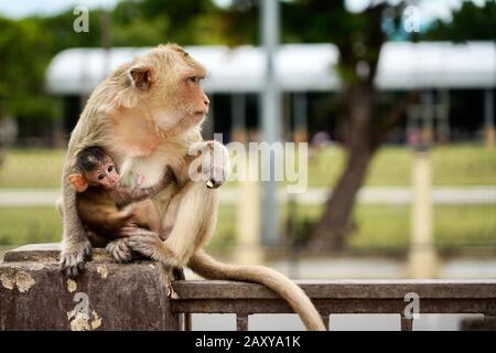 Long tailed macque at Phra Prang Sam Yot (Monkey Temple), Lopburi, Thailand Stock Photo