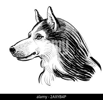 Husky dog head, Ink black and white illustration Stock Photo - Alamy