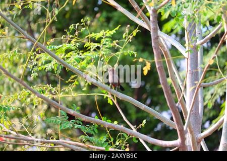 Beautiful close up of bird's expression as it is sitting on a green tree branch on a bright sunny day with vibrant green and yellow leaves in the back Stock Photo
