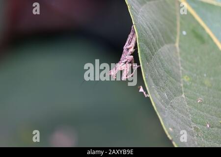 Insect Mantis in the wild. Female European Praying Mantis, Mantis Religiosa, brown mantis. male mantis on the green leaf of berry Stock Photo