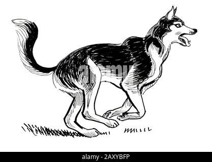 Walking husky dog. Ink black and white drawing Stock Photo - Alamy