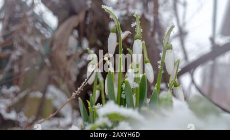 First snowdrops galanthus nivalis in garden or in backyard. Sprinkled with snow. Close-up. Outdoors. Stock Photo