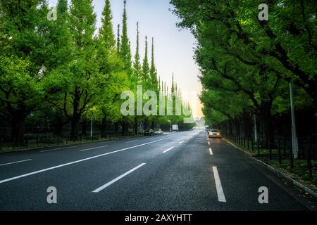 Beautiful road with trees on sideroad in summer. Straight road with green nature background shot at Icho Namiki  Road, Tokyo, Japan. Stock Photo