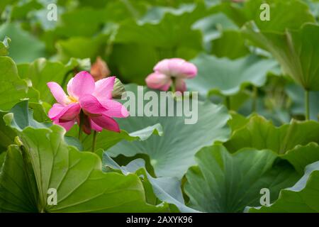 Closeup shot of a lotus growing in a pond Stock Photo - Alamy