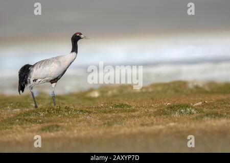 Black-necked Crane, Grus nigricollis, Ladakh, Jammu and Kashmir, India Stock Photo