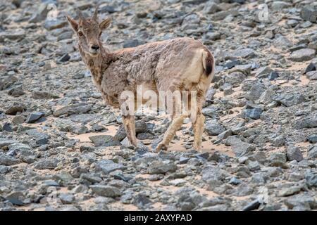 Blue Sheep or bharal, Pseudois nayaur, Ladakh, Jammu and Kashmir, India Stock Photo